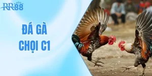 Đá Gà Chọi C1 - Thỏa Mãn Đam Mê Với Những Trận Đấu Kịch Tính