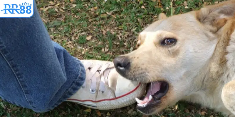 Những lưu ý trong chọn số khi nằm mơ thấy chó cắn vào chân